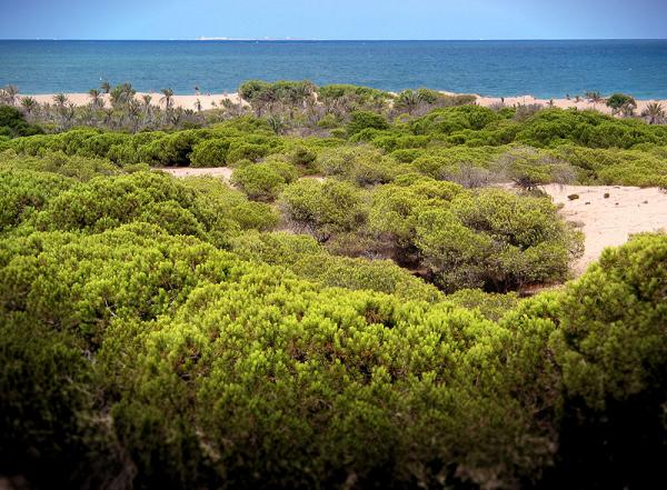 800px-Dunas_Guardamar