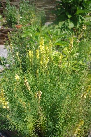 Faire son jardin de plantes médicinales